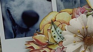 Susanne:  Blumenpresse für kleine Bilder - 
