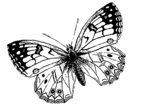BLD Stempelgummi - Butterfly Sm