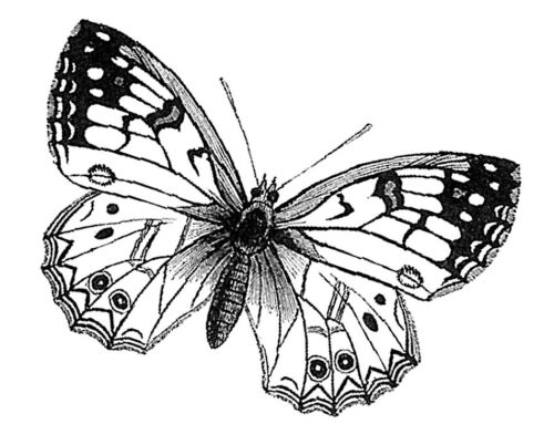 BLD Stempelgummi - Butterfly Lrg