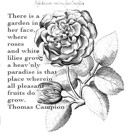 BLD Stempelgummi - Campion Rose