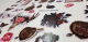 13ARTS Ephemera - Victoriana