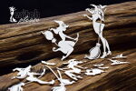 SNI Chipboard-Shapes/Laserstanzteile - Witch Please...