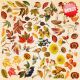 FDC Paper Pack 12x12" - Autumn Botanical Diary
