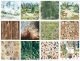 FDC Paper Pack 8x8" - Forest Life