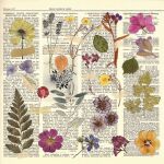 FDC Paper Pack 12x12" - Summer Botanical Story