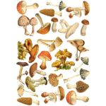 FDC Overlay A4 - Mushroom Illustrations