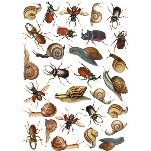FDC Overlay A4 - Beetles & Snails