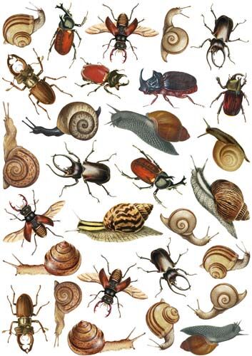 FDC Overlay A4 - Beetles & Snails