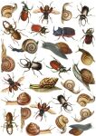 FDC Overlay A4 - Beetles & Snails