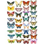 FDC Overlay A4 - Colorful Butterflies