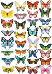 FDC Overlay A4 - Colorful Butterflies