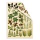 FDC Cut-Out Sheet Set - Botany Summer