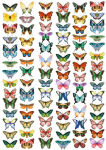 FDC Overlay A4 - Butterflies Mini